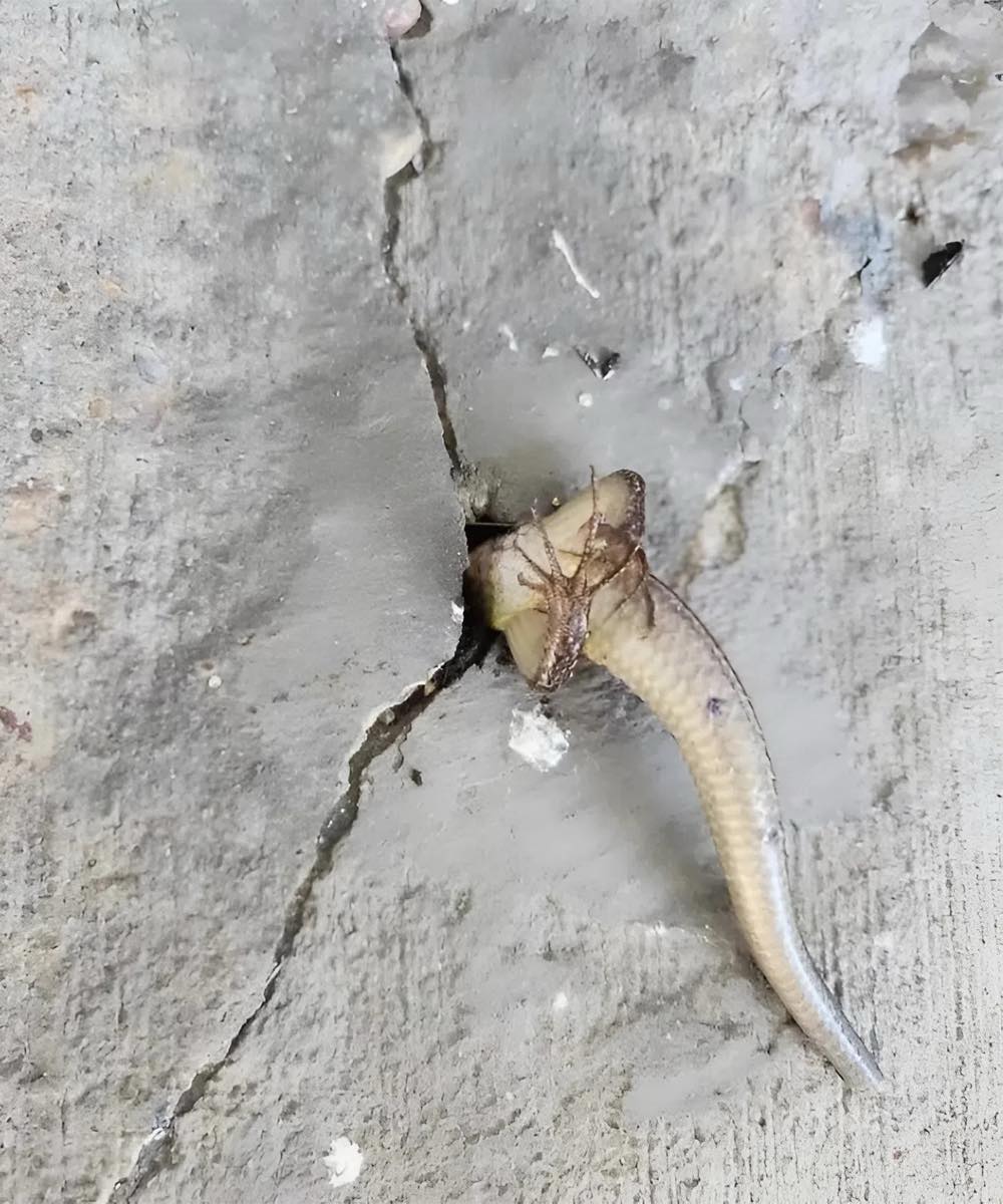 I Stepped Onto the Balcony One Morning and Saw Something Moving Inside the Wall — What I Discovered Filled Me With Fear, Then Something Else Entirely