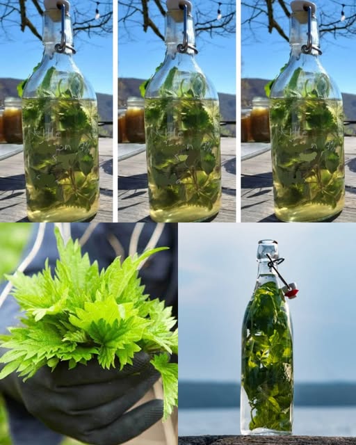 Nettle in ALCOHOL is stronger than any medicine, my grandfather used to say: remember this recipe for life!