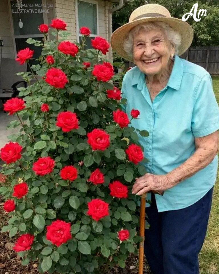 Grandma Asked Me to Move Her Favorite Rosebush One Year After Her Death – I Never Expected to Find What She’d Hidden Beneath It