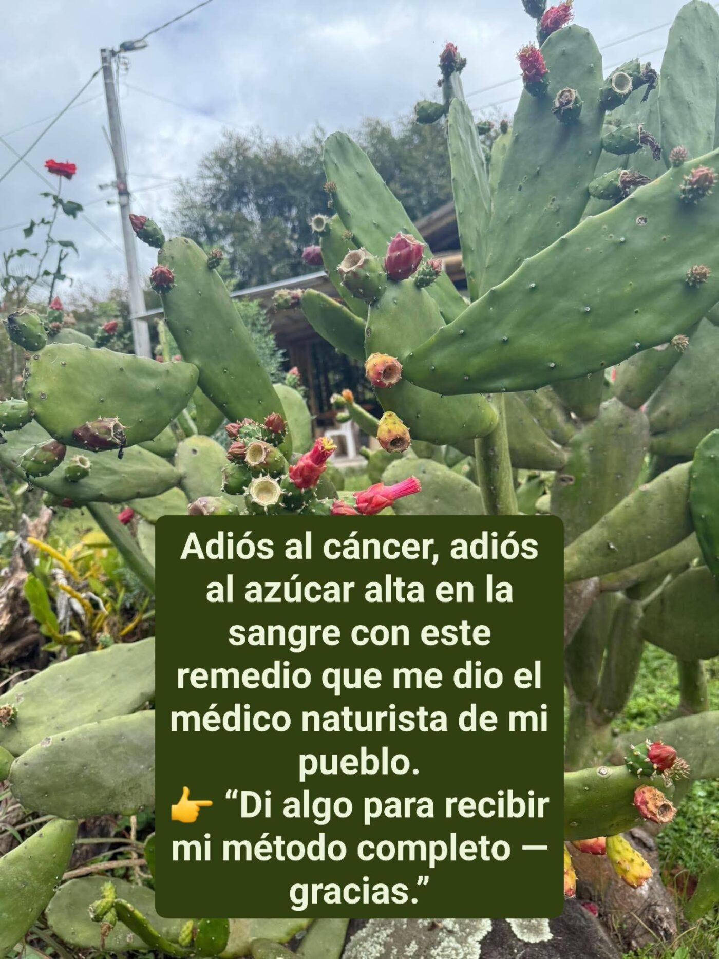 Nopal or Cacti Known as Plant of Life