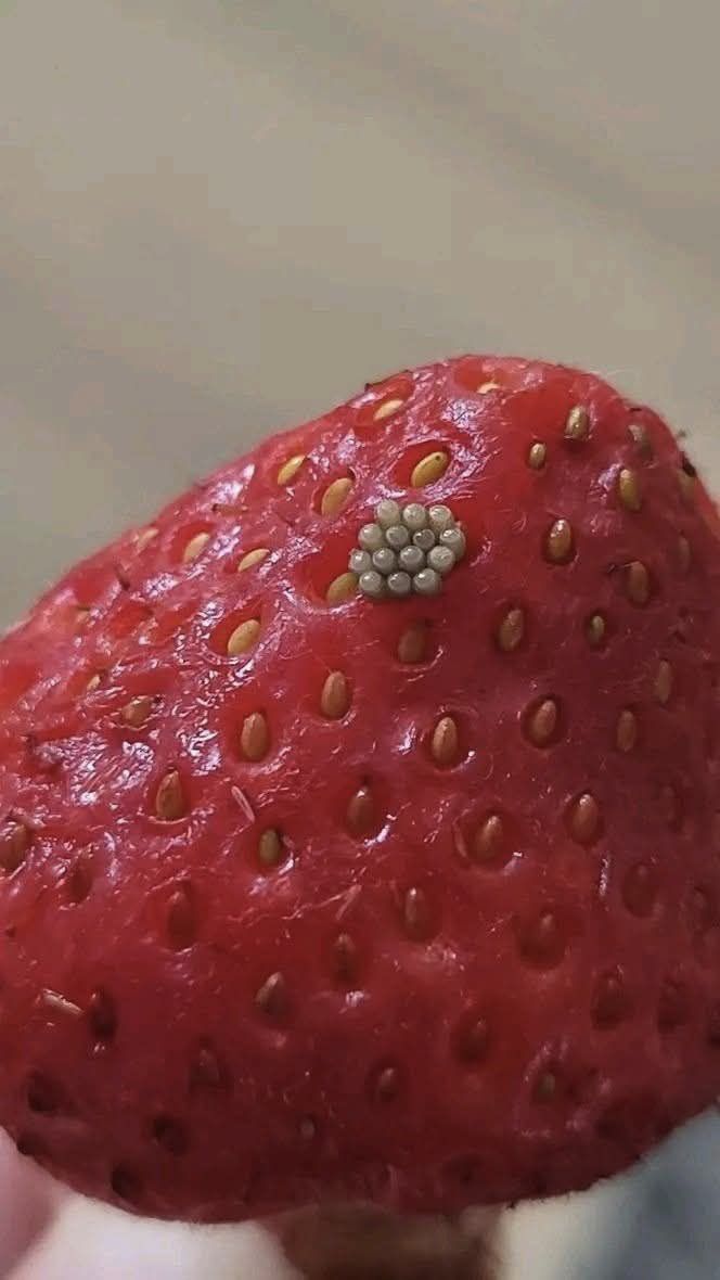 White Worms in Strawberries? What Happens When You Soak Berries in Salt Water (And If They’re Still Safe to Eat)
